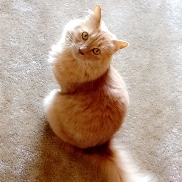 LULU - Picture 1 of 1